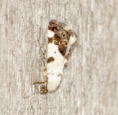 Exposed Bird Dropping Moth