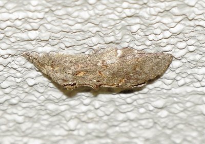 Wavy-Lined Heterocampa