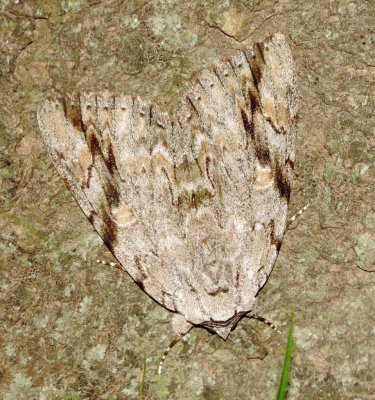 Sad Underwing
