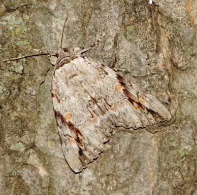 Sad Underwing