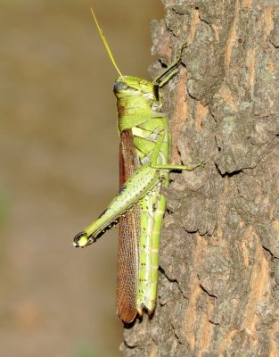 Obscure Bird Grasshopper