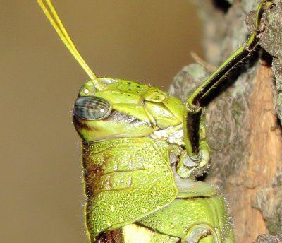 Obscure Bird Grasshopper