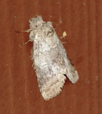 Northern Finned Prominent