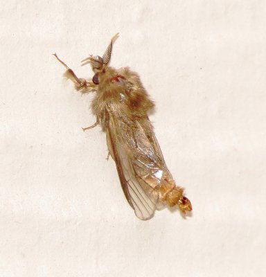 Evergreen Bagworm Moth