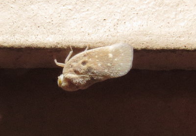 Citrus Flatid Planthopper