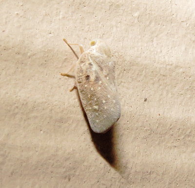 Citrus Flatid Planthopper