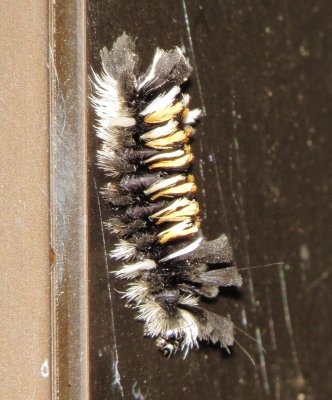 Milkweed Tussock Moth Caterpillar