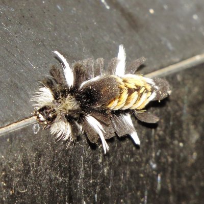 Milkweed Tussock Moth Caterpillar