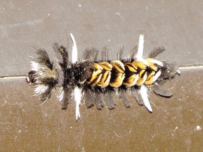 Milkweed Tussock Moth Caterpillar