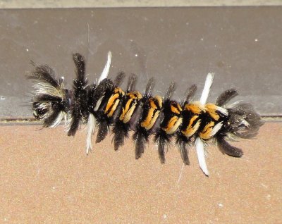 Milkweed Tussock Moth Caterpillar