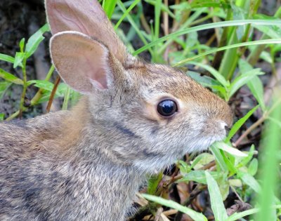 Eastern Cottontail