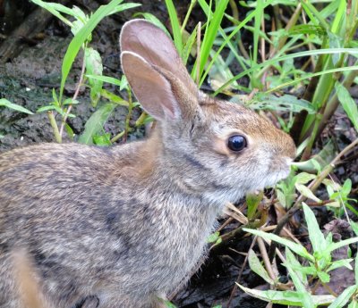 Eastern Cottontail