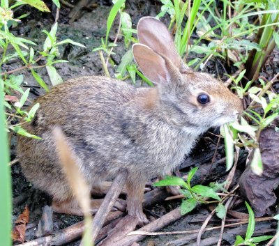 Eastern Cottontail