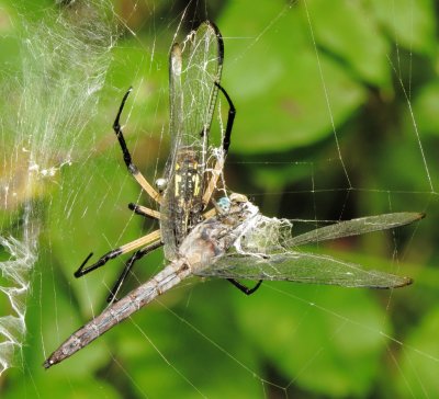 Yellow Garden Spider