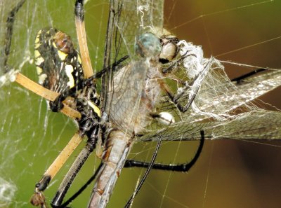 Yellow Garden Spider