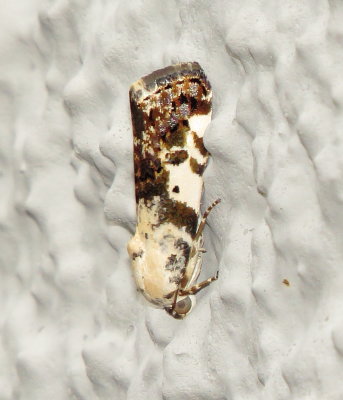 Exposed Bird-Dropping Moth