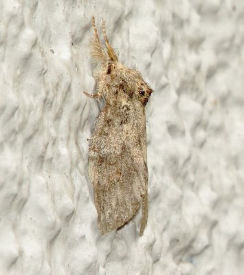 Genus Heterocampa