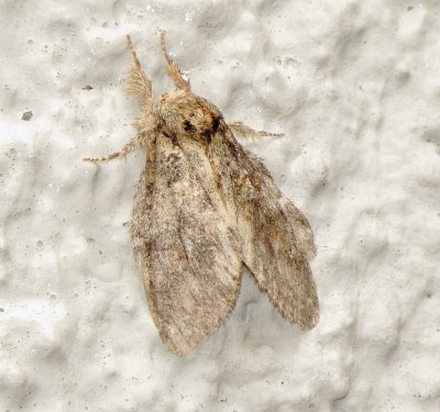 Genus Heterocampa