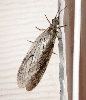 Spring Fishfly