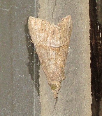 Green Cloverworm Moth