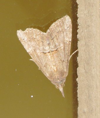 Green Cloverworm Moth
