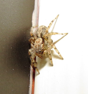 Flea Jumping Spider