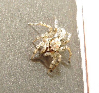 Flea Jumping Spider