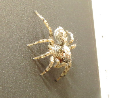 Flea Jumping Spider