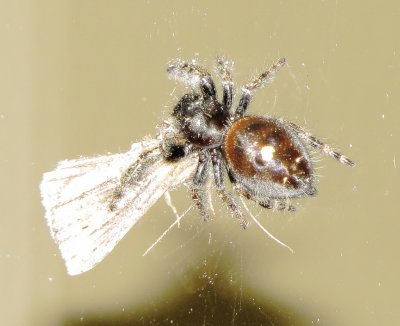 Bold Jumping Spider
