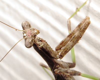Carolina Mantis