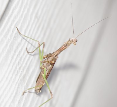 Carolina Mantis
