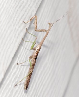 Carolina Mantis