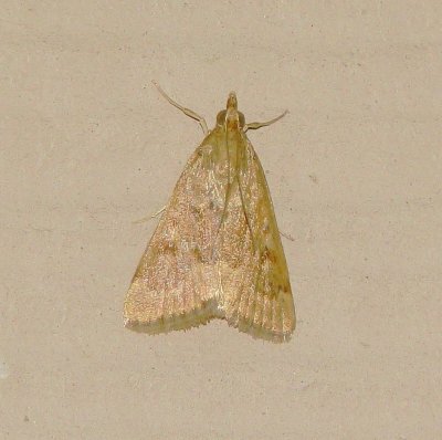 Garden Webworm Moth