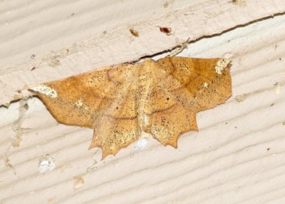 Deep Yellow Euchlaena Moth