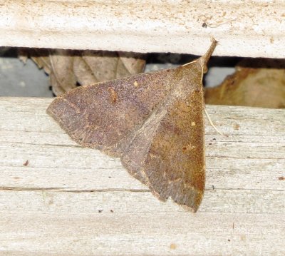 Speckled Renia Moth