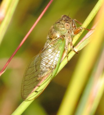 Plains Dog-Day Cicada