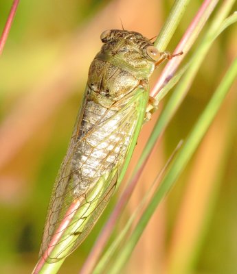 Plains Dog-Day Cicada