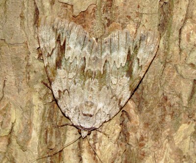 Sad Underwing Moth