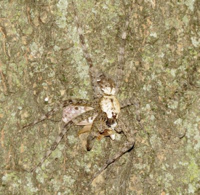 White-Banded Fishing Spider