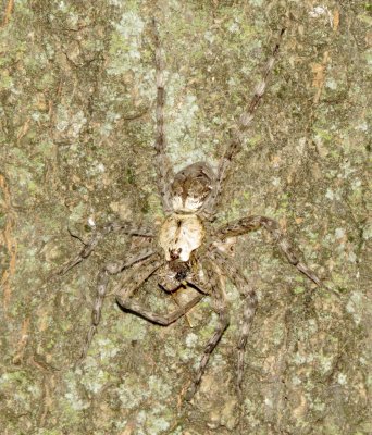 White-Banded Fishing Spider