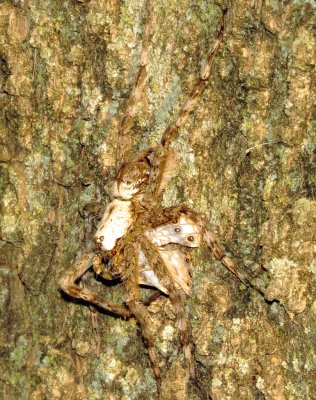 White-Banded Fishing Spider
