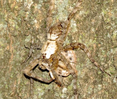 White-Banded Fishing Spider