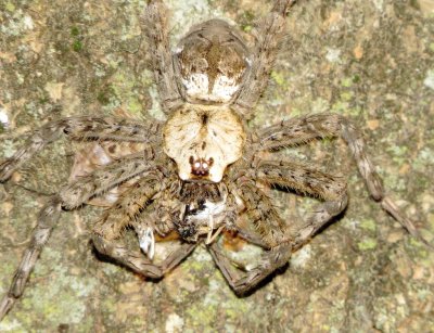 White-Banded Fishing Spider