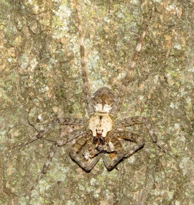 White-Banded Fishing Spider