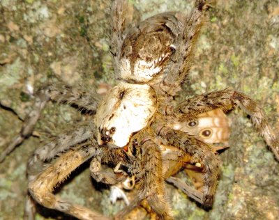 White-Banded Fishing Spider