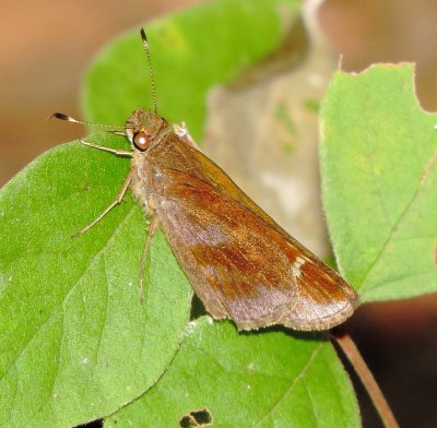 Zabulon Skipper