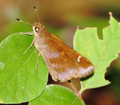 Zabulon Skipper