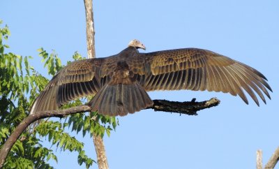 Turkey Vulture