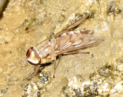 Family Tabanidae