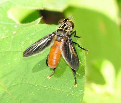 Feather-Legged Fly Species